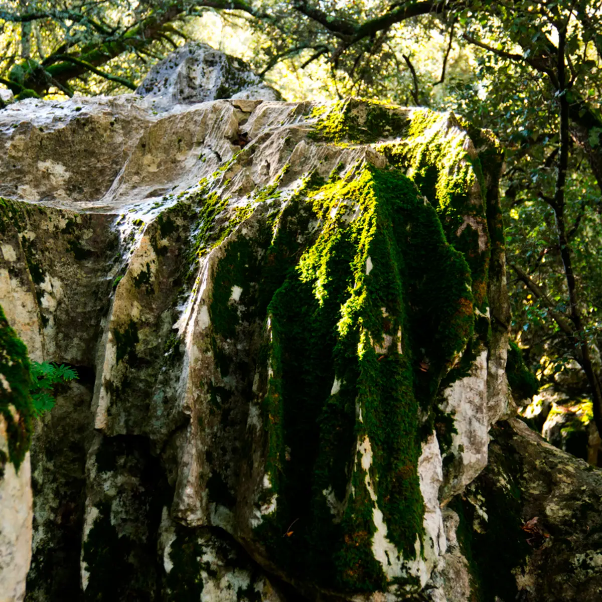selva01